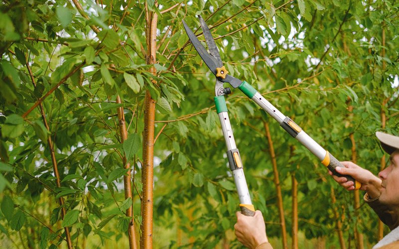 Tree trimming in Zeeland, ND