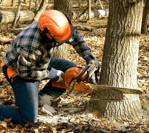 Tree Removal in Zeeland, ND